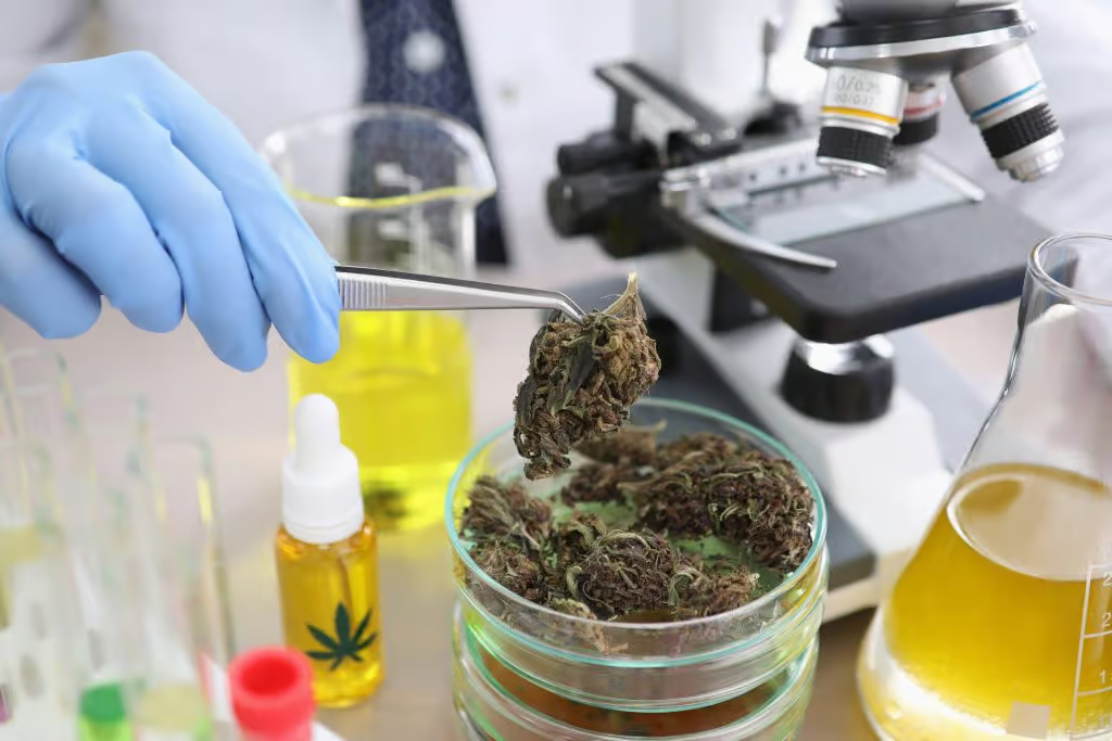 Cannabis – Chemistry